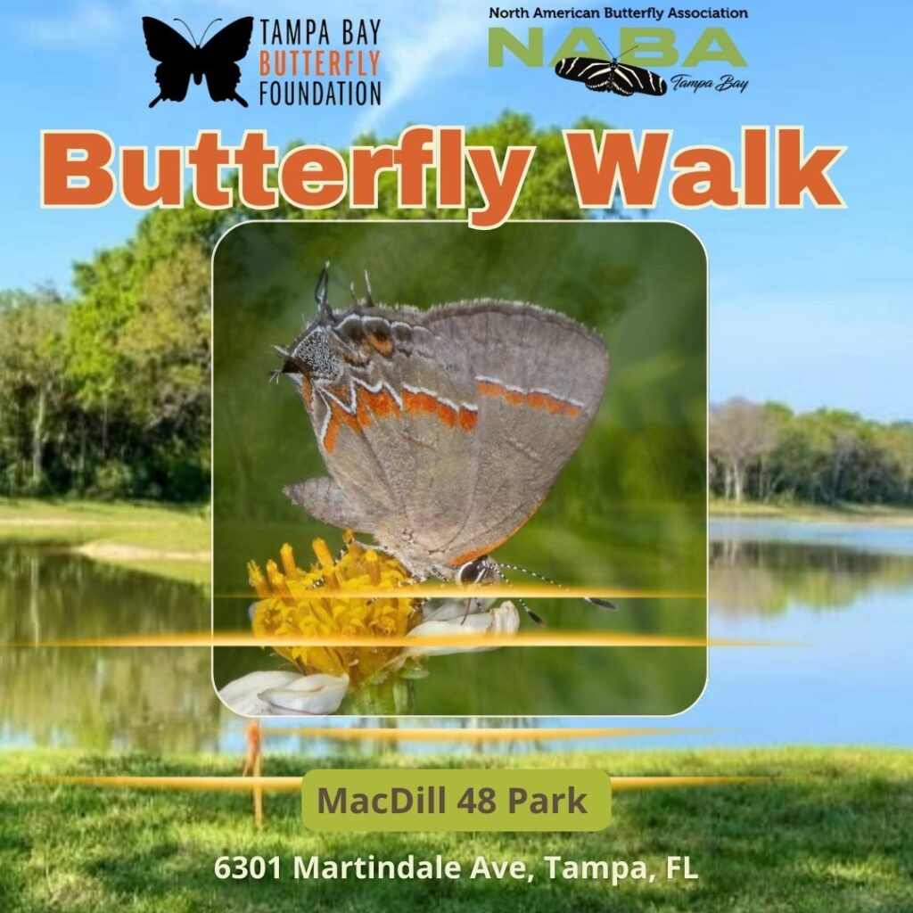 Butterfly Walk - 03/01/26
